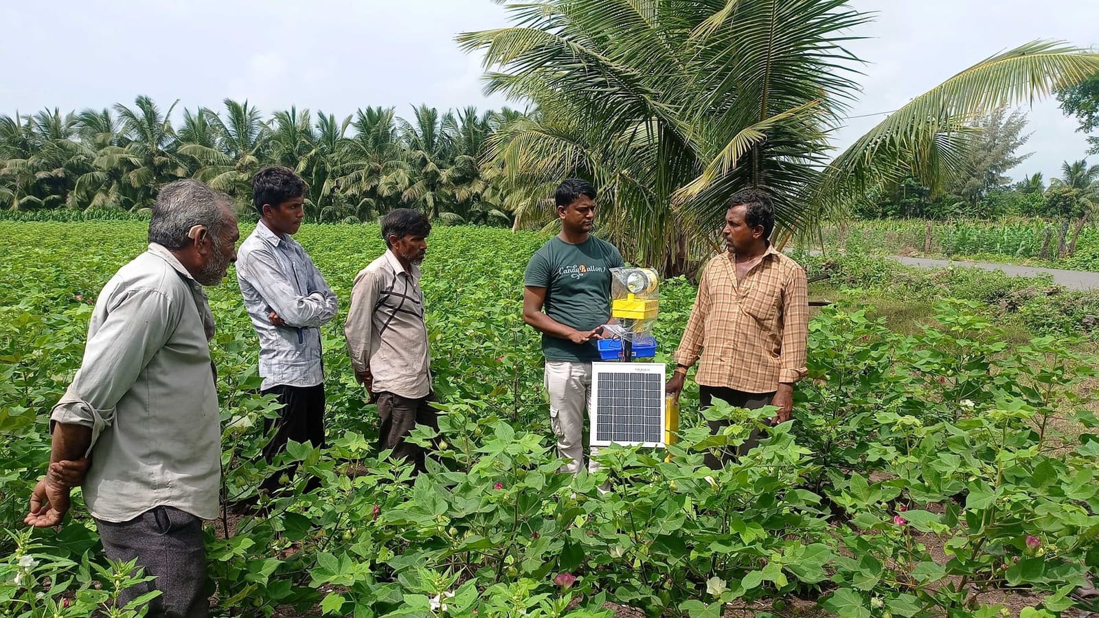 Five farmers standing in a flowering cotton field around a solar light trap — a small photovoltaic panel, a battery box and a yellow trap body — with sesame flowering between the cotton rows
