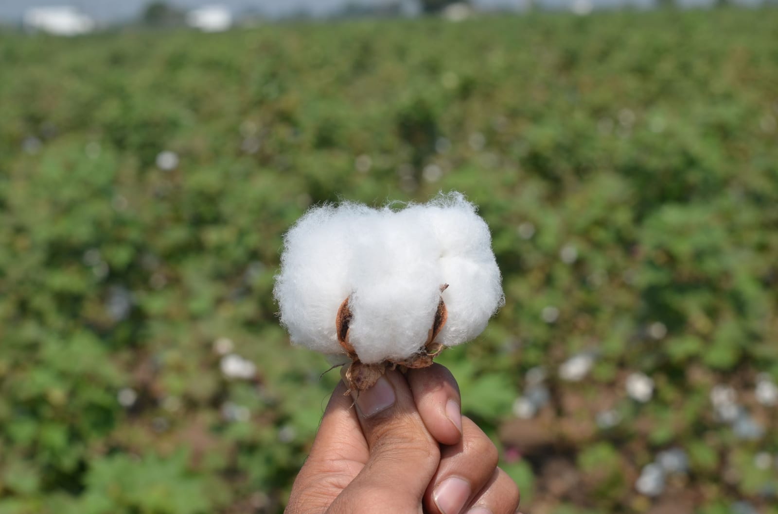 A cotton boll held up against a cotton field in Amreli district
