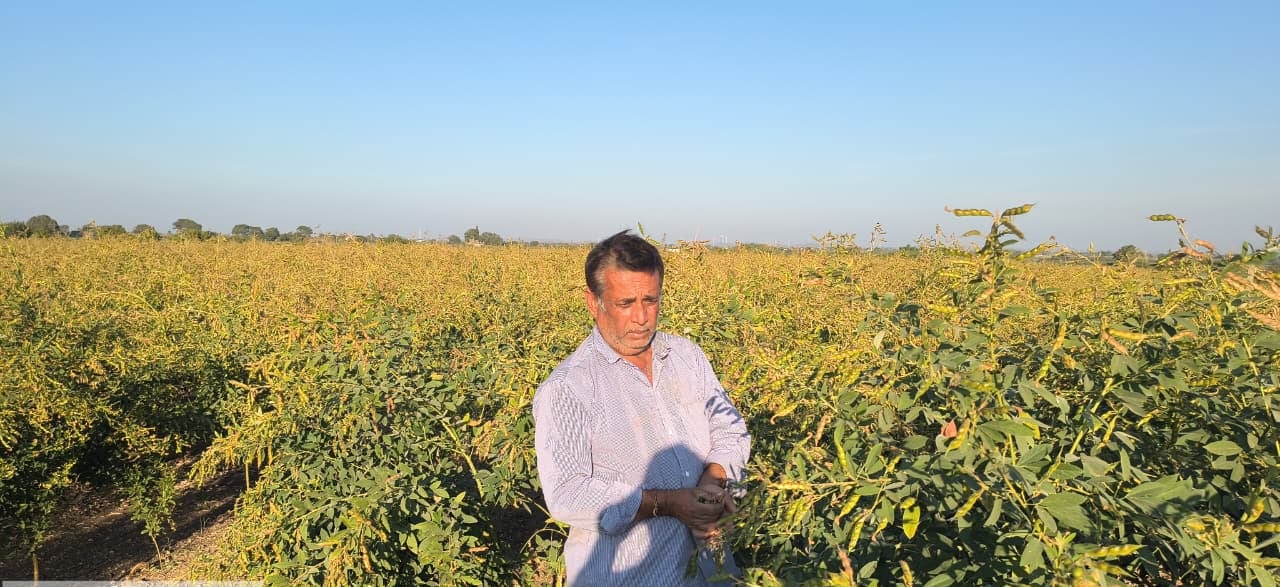 Damjibhai Thummar inspecting pigeon pea pods in his intercropped field at Juna Rajpipla