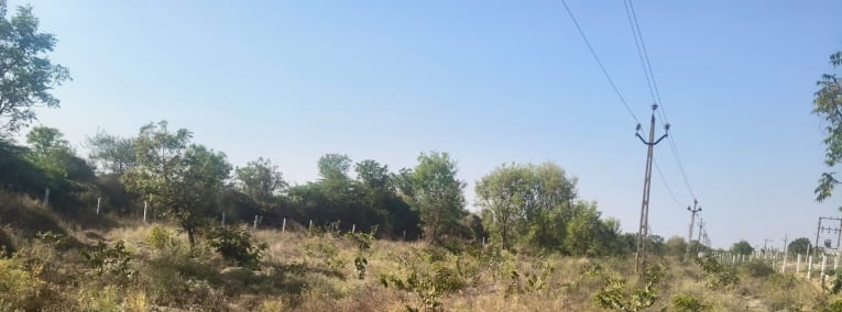 Young trees growing on the restored plot at Derdi Kumbhaji